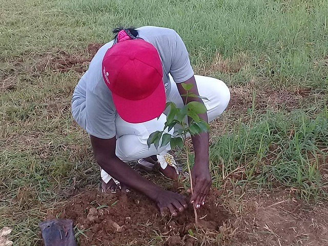 Conmemoran en Mayabeque Día del Trabajador Forestal.