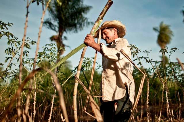 Los campos cañeros padecieron los avatares de la falta de recursos