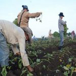 Por garantizar la alimentación al pueblo.