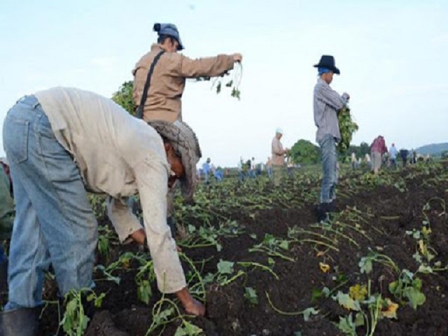 Por garantizar la alimentación al pueblo.