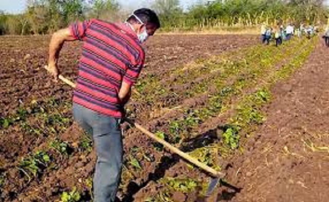 Producción de alimentos.