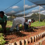 Priorizan apoyo a tareas agrícolas (+Audio)
