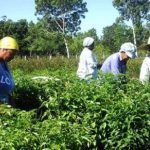 Ciencia y autoabastecimiento, puntos de partida para producir alimentos en Cuba