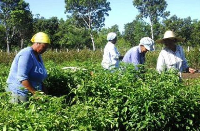 El incremento de la producción de alimentos resultado de la combinación de la ciencia y la agricultura.