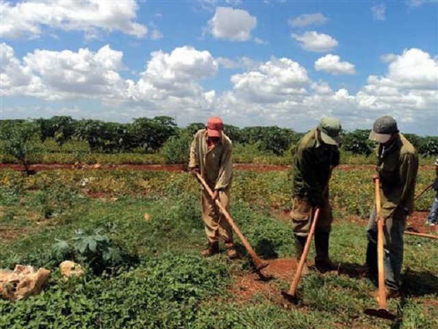 Agricultura en Mayabeque