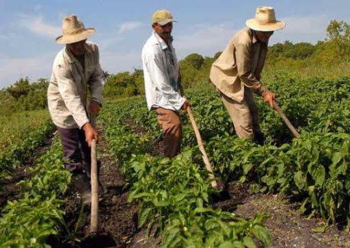 Results of the Agricultural Sector of Mayabeque Stand out in the Countr