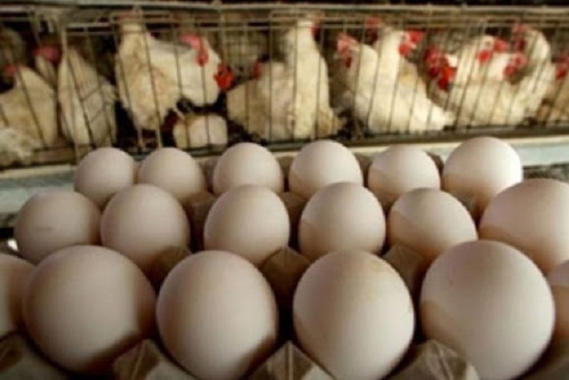 La Unidad avícola San Agustín, del municipio de Quivicán, se dedica fundamentalmente a la producción de huevos.