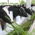 Cooperative in Mayabeque Strengthen Development of Cattle Breeding