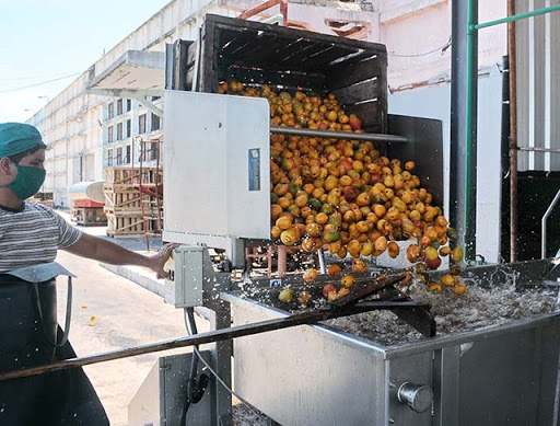 Sustituyen importaciones y garantizan soberanía alimentaria en fábrica de conservas de Mayabeque.