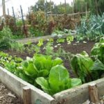 Diversify Crops so Each Space Contributes