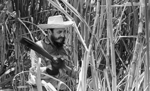 Fidel y la zafra azucarera.