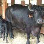 Buffalo rearing management changed at Animal Science Institute.