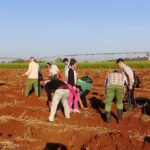 Participation of the people in planting tasks in the current cold season.