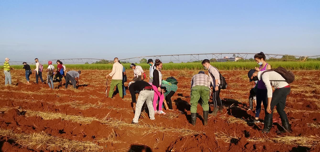 Participation of the people in planting tasks in the current cold season.