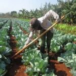 Centers of this type in Mayabeque have among their priorities the development of short-cycle crops.