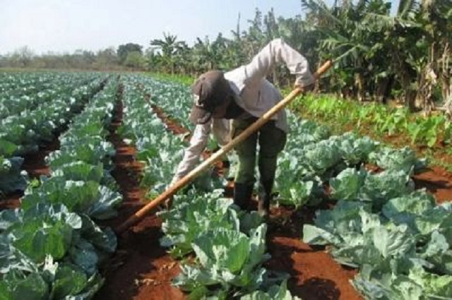 Centers of this type in Mayabeque have among their priorities the development of short-cycle crops.