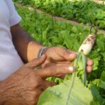 Plant Health Essential for Agriculture.