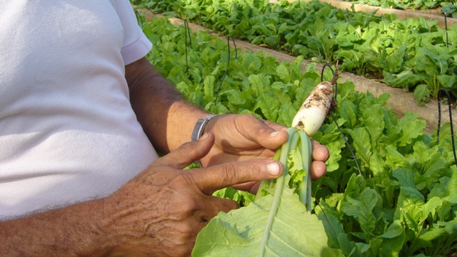 La Sanidad Vegetal imprescindible para la agricultura. Foto. Archivo