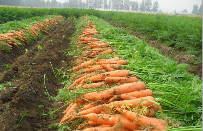 En una hectárea y media se cultivan hortalizas de ciclo corto.