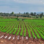 Estrategias para producir alimentos para el pueblo (+Audio)