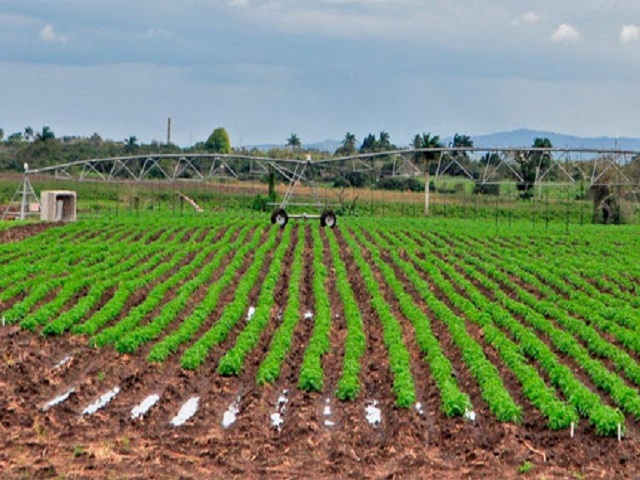 Estrategias para producir alimentos para el pueblo.