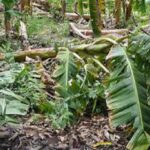 Effects Caused on Agriculture by Tropical Storm Laura Evaluated in Mayabeque