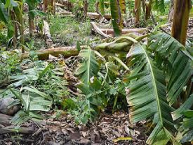 Evalúan afectaciones de la agricultura provocadas por la tormenta tropical Laura.