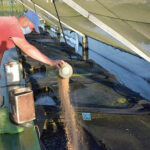 The cultivation of young fishes is also carried out to diversify the productions.