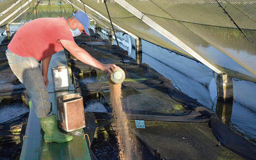 Se desarrolla también el cultivo de Alevines para diversificar producciones. Foto: Vanguardia