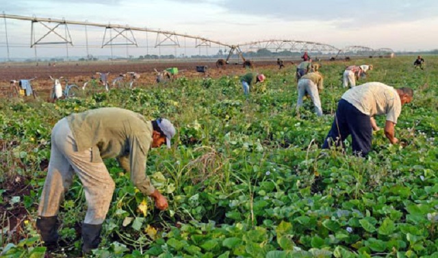 The agricultural sector contributes significantly to the food program.