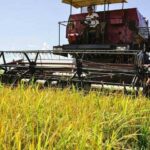 Rice Production Will Increase in Mayabeque after Completing Investments