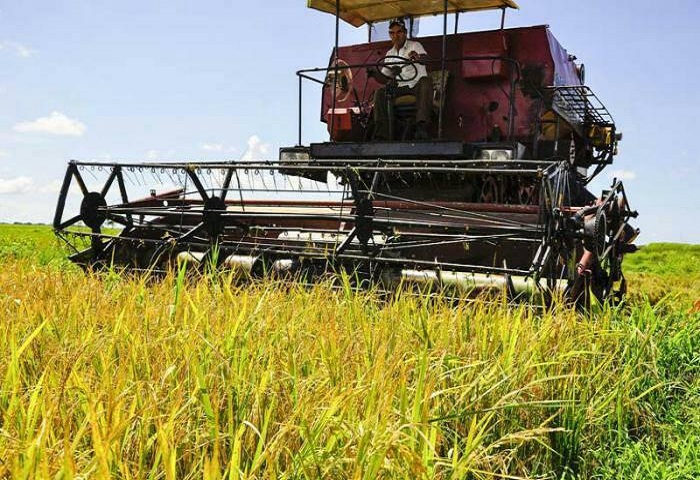 Rice Production Will Increase in Mayabeque after Completing Investments