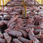 Desarrollan estrategias para garantizar  producci&oacute;n de carne en Cooperativa de Mayabeque (Audio)