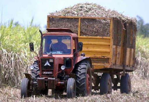 Sugar harvest in Mayabeque.