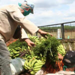 Mayabeque Intensifies Food Production amid Covid-19 Pandemic