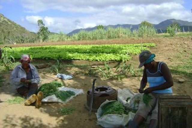 Más de 66 mil mujeres están vinculadas a la Asociación Nacional de Agricultores Pequeños (ANAP). Foto: De archivo.