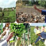 Important force in rural areas of Cuba. Photo: Archive