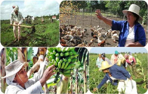 Important force in rural areas of Cuba. Photo: Archive