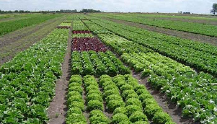 Agricultores de Mayabeque potencian producción de alimentos para la capital cubana.