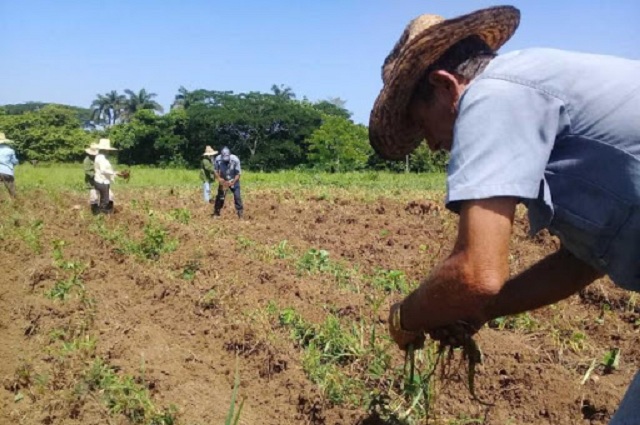 El autoabastecimiento local es otra de las prioridades de los campesinos de la CPA Amistad Cubano Búlgara de Güines. Foto: De archivo