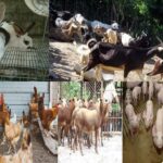 M&oacute;dulos pecuarios: impulsan programa de autoabastecimiento en Mayabeque (+Audio)