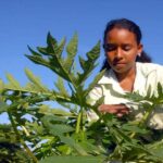 Justified Tribute to Rural Women in Mayabeque