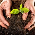 Agricultores y científicos de Güines trabajan de conjunto para incrementar rendimientos productivos