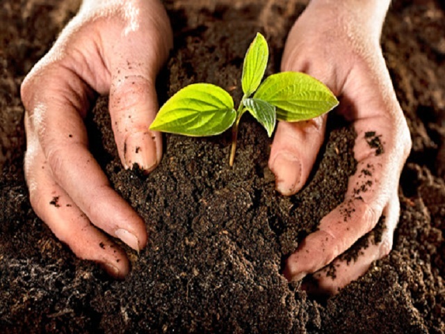 Agricultores y científicos de Güines trabajan de conjunto para incrementar rendimientos productivos.