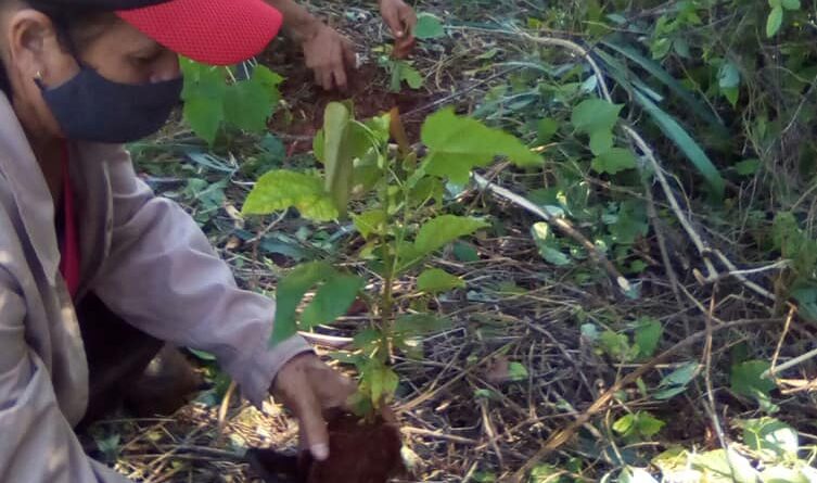 Reforestan bosques de Escaleras de Jaruco: paisaje natural protegido.