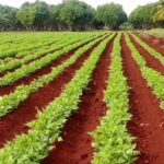 Challenges in Mayabeque in Current Cold Season