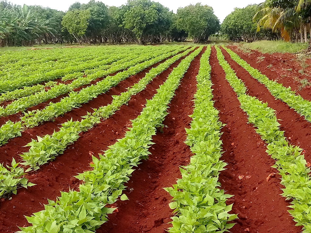 Challenges in Mayabeque facing the current cold season.