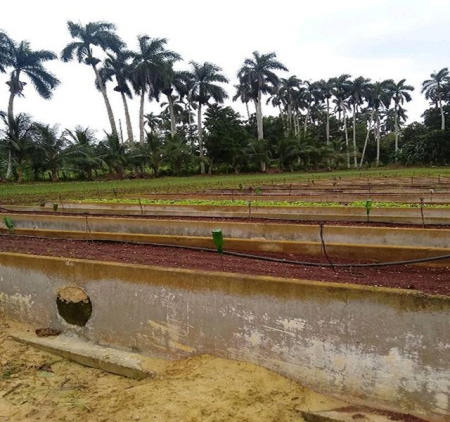 Grupo Nacional de la Agricultura Urbana, Suburbana y Familiar recorre Mayabeque.