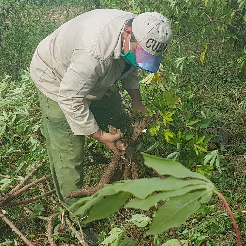 Incrementan producciones agrícolas en Mayabeque gracias a la agroecología.