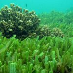 Investigadores de Mayabeque obtienen nuevo  producto a base de algas marinas (+ Audio)
